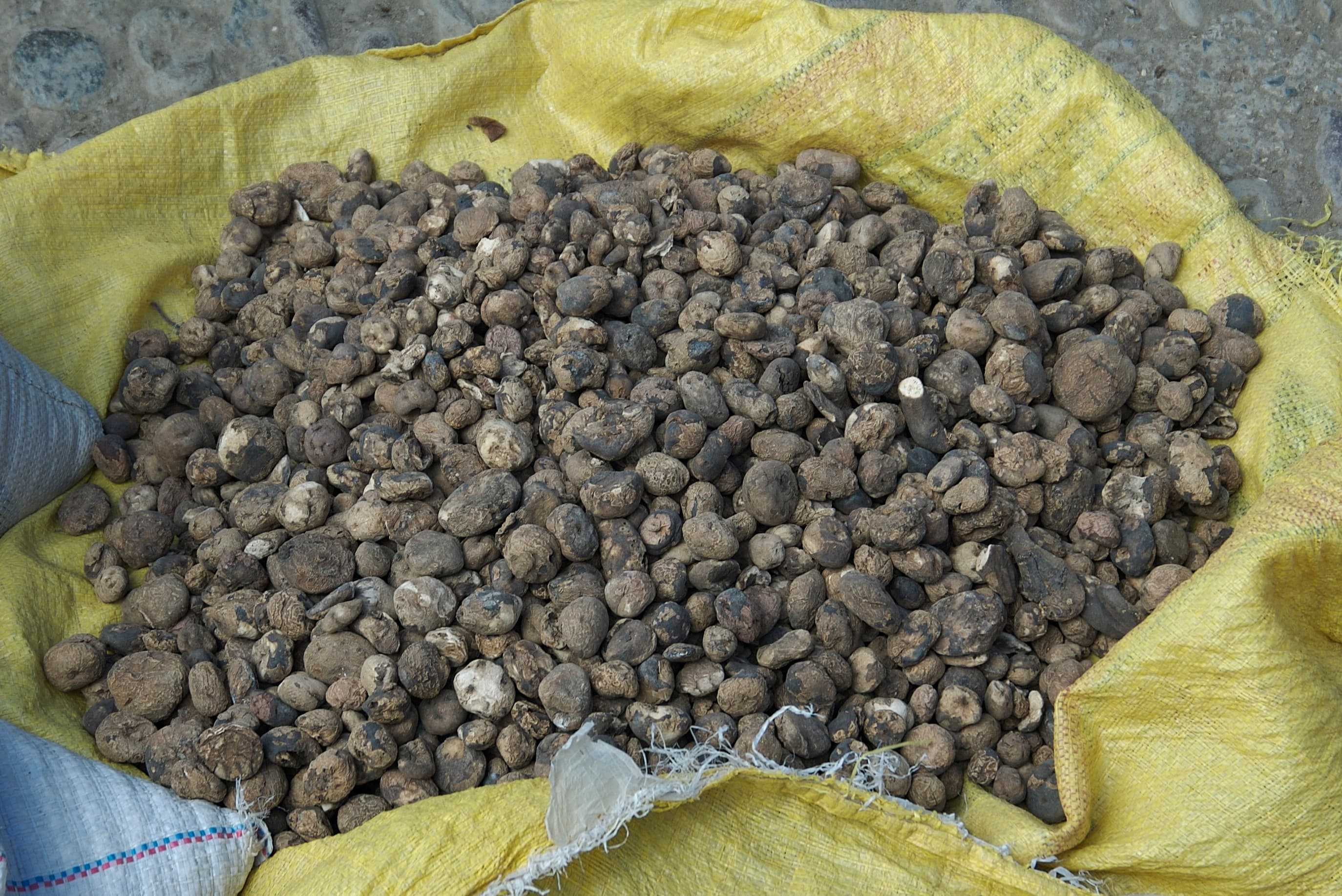 Chuño — a bolivian main course dish from Bolivia — featuring freeze-thaw preservation, high-altitude technique, wrinkled texture